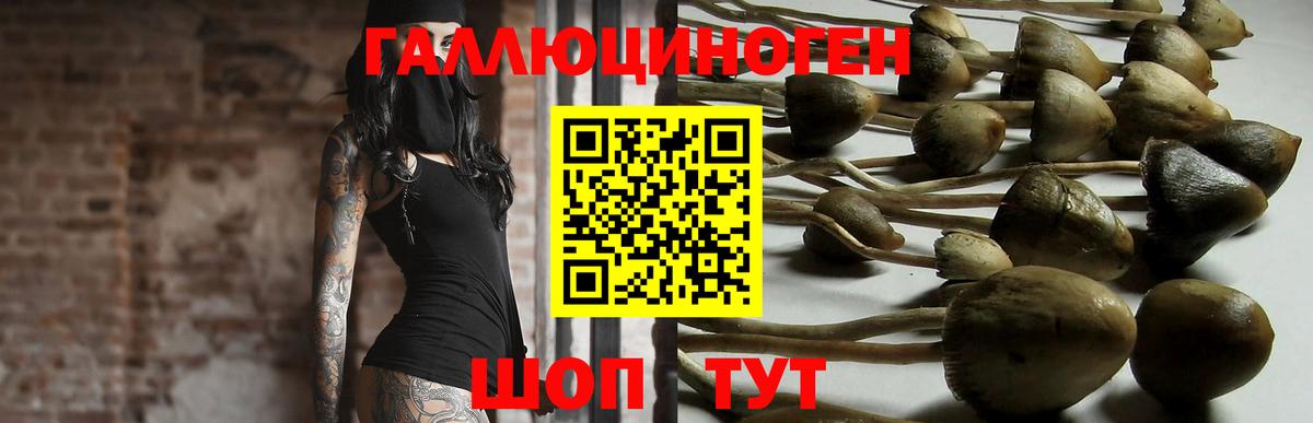Псилоцибиновые грибы мицелий Новороссийск